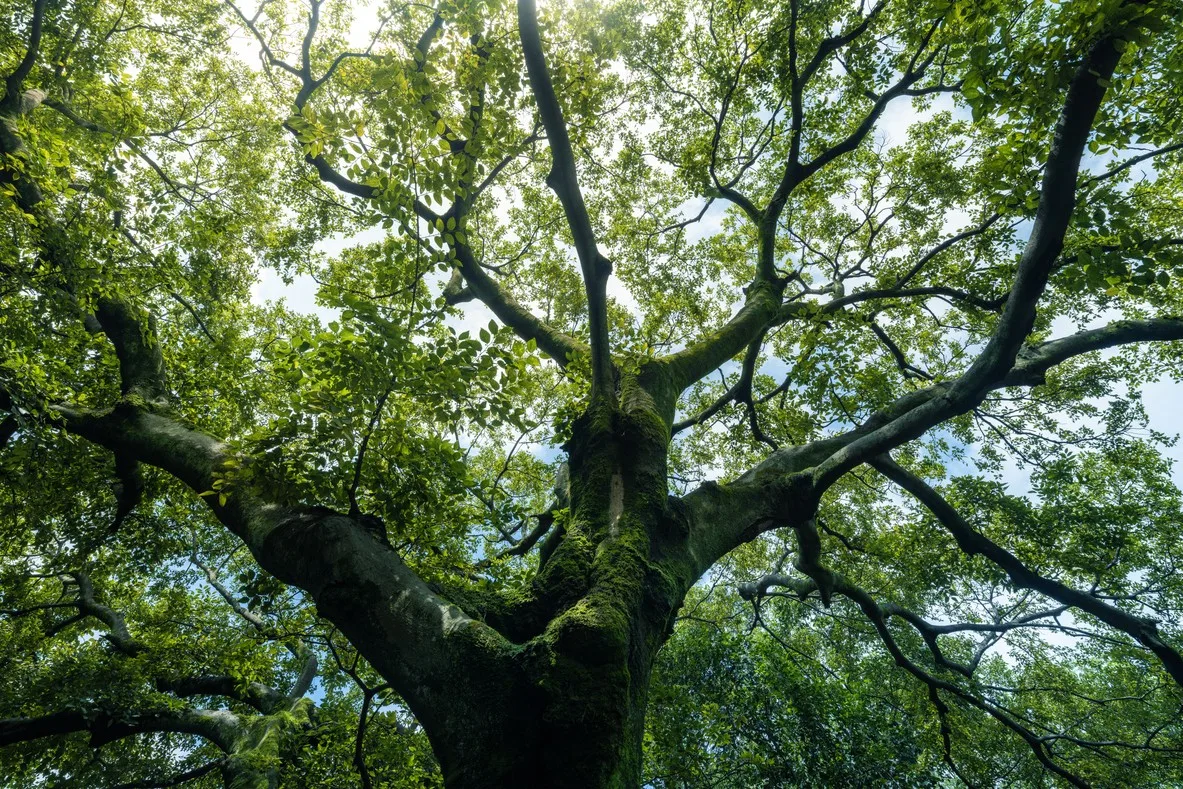 Your Healthcare Decision Tree Is Out of Date Before It Goes Live